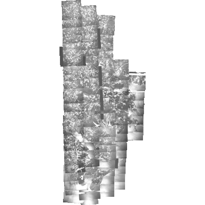 Export Image